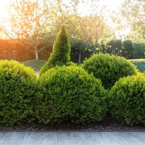 Buis (Buxus)