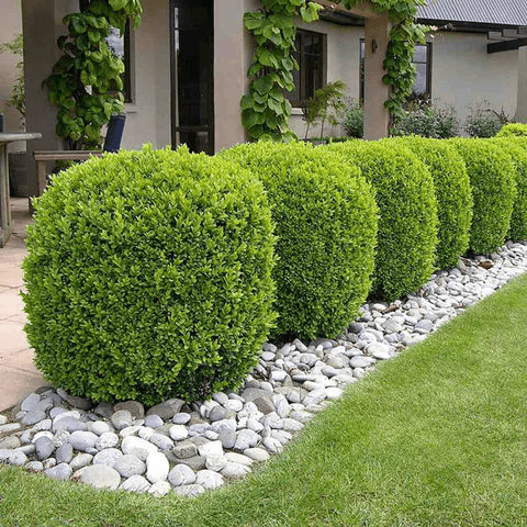 Buis (Buxus)