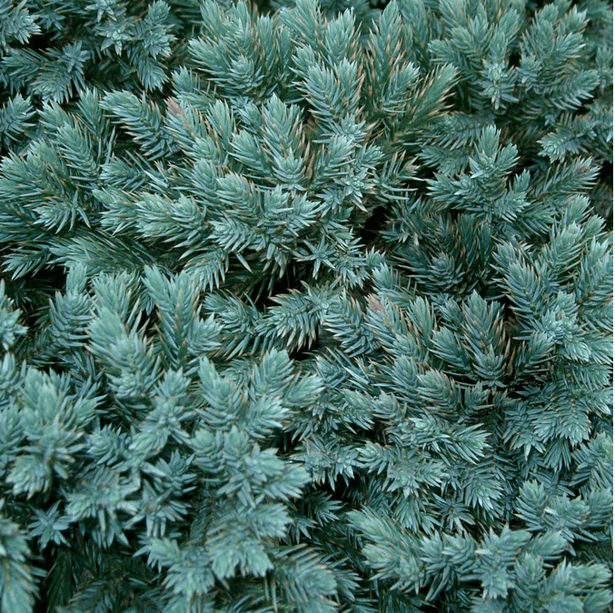 Genévrier (Ienupar)